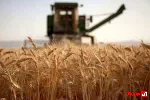 گندمکاران به‌دنبال ۱۰۰ همت دیگر؛ دولت قول پرداخت ۱۰۰ هزار میلیارد تومان را داد